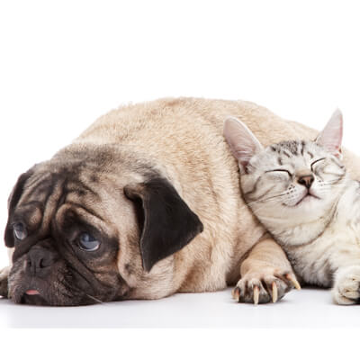 Pug dog and cat